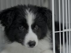 -翊宠yipet猫狗购宠庄园犬舍•猫舍