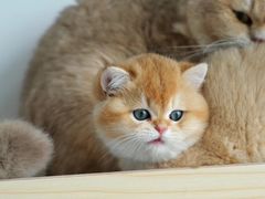 -猫十亿·布偶金渐层·曼基康矮脚猫舍(青年路店)
