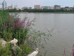 -莲花池公园