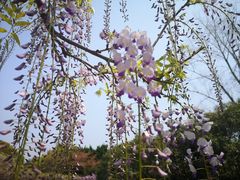 -嘉定紫藤园