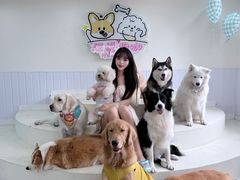 -汪说·狗咖·拼豆·宠物周边DIY(旺城大厦店)