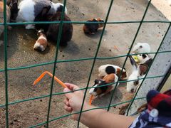 -前小桔亲子创意农场·草莓采摘·露营烧烤