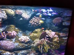 -暹罗海洋世界