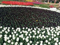android_upload_pic-上海鲜花港