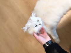 -猫腻·猫咖·撸猫馆(星光大道店)