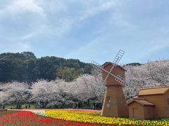 -苏州上方山国家森林公园