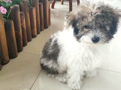 -鑫艺宠物美容培训学校