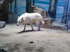 -芜湖新华联大白鲸海洋公园