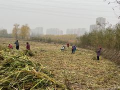 -永定河休闲森林公园