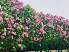 -黑龙江省森林植物园