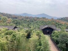 -大唐贡茶院