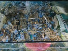 -明记海鲜美食老字号(明记总店)