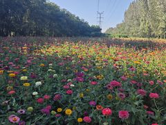 -长白岛森林公园