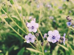 -广西壮族自治区药用植物园