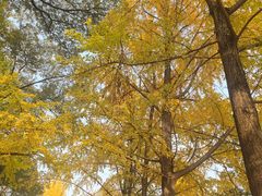 -四川大学(望江校区)