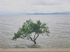 -深圳湾公园(南山区)