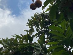 -热带雨林自然公园