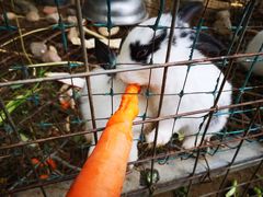 -草根堂农场