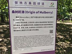 -御林古桑园