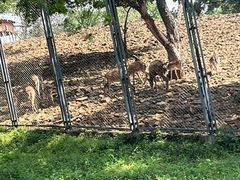 -合肥野生动物园