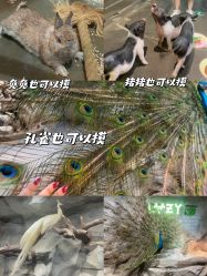 -Zoolung Zoolung动物主题公园(海信广场店)