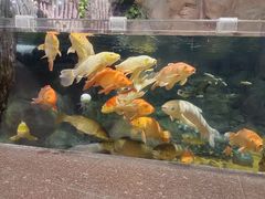 -上海海洋水族馆