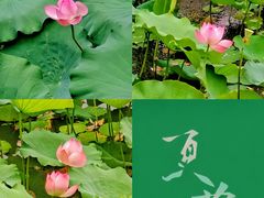 -荔湾湖公园