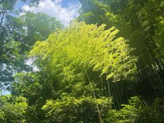 -藏龙百瀑风景区