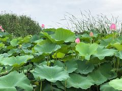 -荷塘月色湿地公园·向阳花洲