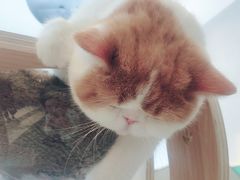 -飞行喵MR PILOT|猫舍·猫咖(静安大融城店)