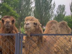 -长白岛森林公园