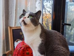 -猫小院猫主题餐厅(南锣旗舰店)