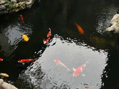-鲤院·新中式美学·庭院餐厅(夫子庙店)
