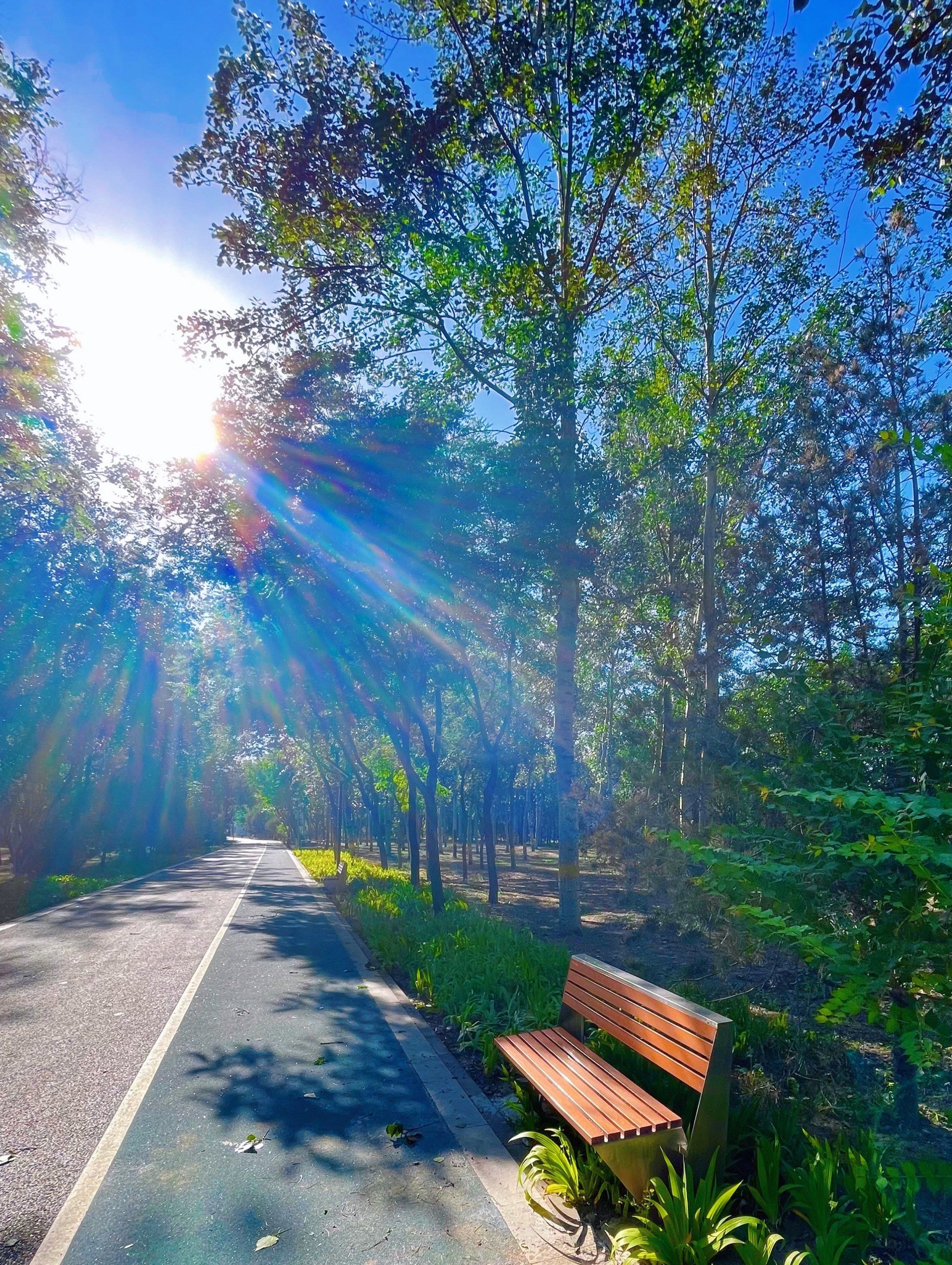 n
在花溪大道入口不远处,右手边先是一片白桦树林(如果我没认错的