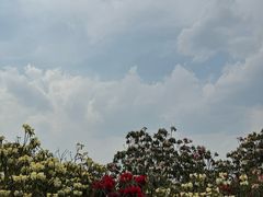 -贵州百里杜鹃风景名胜区