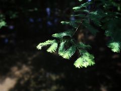 -桤木河湿地公园