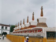 -塔尔寺-菩提树