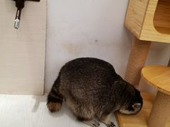 -浣熊柯尔鸭土拨鼠·电玩咖
