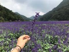 -广州市石门国家森林公园