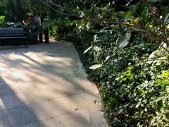 -深圳仙湖植物园-停车场