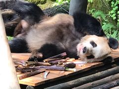 -重庆动物园·东二门售票处