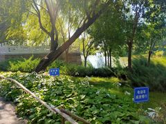 -马家湾湿地公园