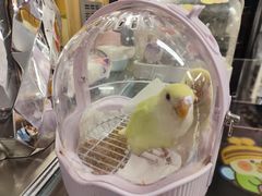 -吾叁·吉趣鸟咖(万科店)