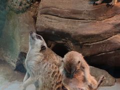 -青藏高原野生动物园