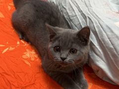 -宠福鑫康馨动物医院·骨科·眼科