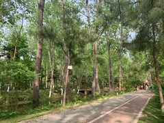 -合肥滨湖国家森林公园