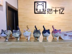 -猫十亿·布偶金渐层·曼基康矮脚猫舍(青年路店)