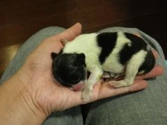 -严国平动物医院(德政总院)