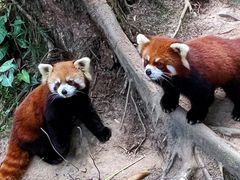 -深圳野生动物园