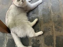 -喵屿·大理花园猫咖